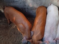 Purcei rasa Duroc - originala de carne